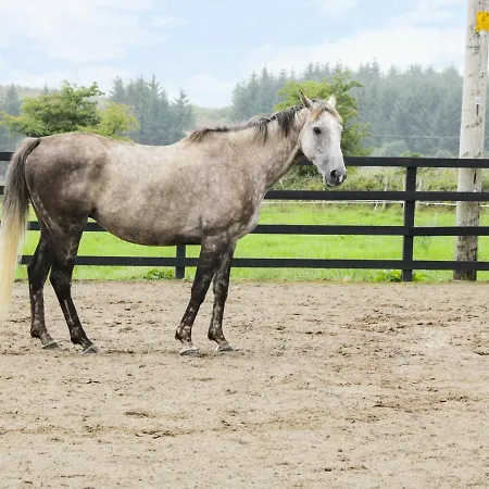 Kilronan Ranch And Tuition Centre بيت للعطل بويل